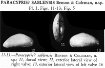 Paracypris sablensis Benson & Coleman, 1963 from the original description