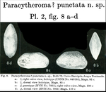 Caribbean Ostracoda