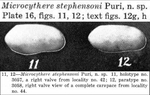 Caribbean Ostracoda