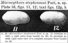Microcythere stephensoni Puri, 1954 from the original description