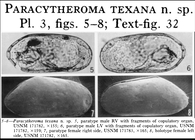 Paracytheroma texana Garbett & Maddocks, 1979 from the original description