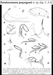 Paradoxostoma pequegnati McKenzie, 1971 from the original description
