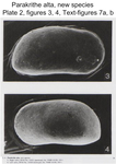 Caribbean Ostracoda