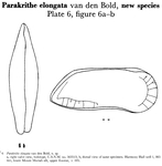 Parakrithe elongata Bold, 1960 from the original description