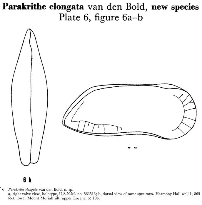 Parakrithe elongata Bold, 1960 from the original description