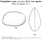 Parakrithe ovata Bold, 1960 from the original description
