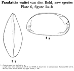 Parakrithe waitei Bold, 1960 from the original description