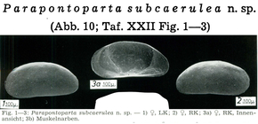 Parapontoparta subcaerulea Keyser, 1975 from the original description