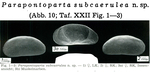Caribbean Ostracoda