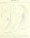 Asterope muelleri Skogsberg, 1920 from the original description