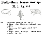 Pedicythere tessae Eagar, 1965 from the original description