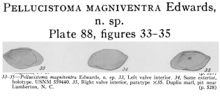 Pellucistoma magniventra Edwards, 1944 from the original description