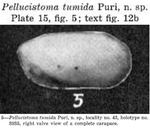 Caribbean Ostracoda