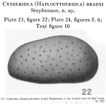 Caribbean Ostracoda