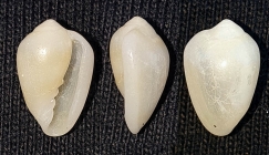 Prunum bayonai, specimen in Centro de Interpretación del Mar, Águilas, Murcia (approx. size 10 mm)
