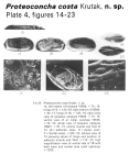 Proteoconcha costa Krutak, 1979 from the original description