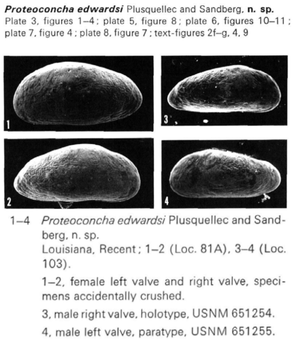 Proteoconcha edwardsi Plusquellec &amp; Sandberg, 1969 from the original description