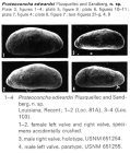 Proteoconcha edwardsi Plusquellec & Sandberg, 1969 from the original description