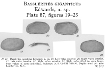Basslerites giganticus Edwards, 1944 from the original description