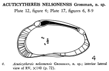 Acuticythereis nelsonensis Grossman, 1967 from the original description