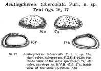 Acuticythereis tuberculata Puri, 1960 from the original description