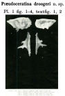 Pseudoceratina droogeri Bold, 1965 from the original description