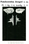Pseudoceratina droogeri Bold, 1965 from the original description