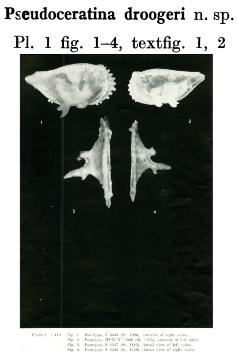 Pseudoceratina droogeri Bold, 1965 from the original description