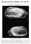 Pterygocythereis alophia Hazel, 1983 from the original description