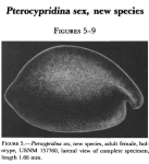 Pterocypridina sex Kornicker, 1983 from the original description