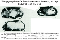 Pterygocythereis hondurasensis Teeter, 1975 from the original description