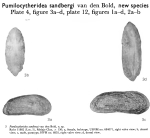 Caribbean Ostracoda