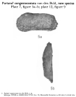 Puriana congestocostata Bold, 1963 from the original description