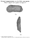 Puriana congestocostata Bold, 1963 from the original description