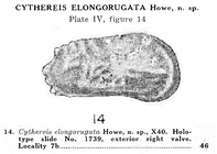 Cythereis elongorugata Howe in Howe & Law, 1936 from the original description