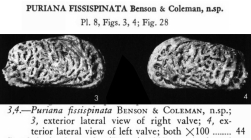 Puriana fissispinata Benson & Coleman, 1963 from the original description