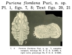 Caribbean Ostracoda