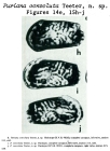 Puriana convoluta Teeter, 1975 from the original description