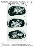 Puriana convoluta Teeter, 1975 from the original description