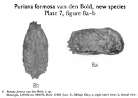 Puriana formosa Bold, 1963 from the original description