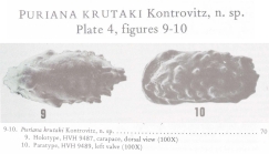Puriana krutaki Kontrovitz, 1976 from the original description