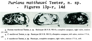 Puriana matthewsi Teeter, 1975 from the original description