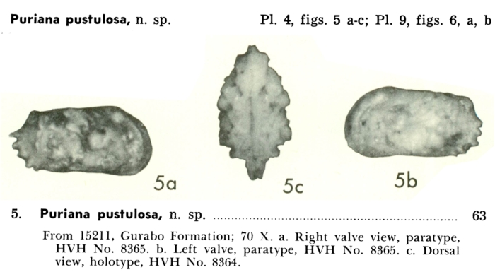 Puriana pustulosa Bold, 1968 from the original description