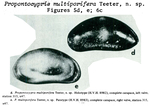 Pontocyprididae from the Caribbean