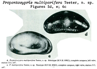 Propontocypris multiporifera Teeter, 1975 from the original description