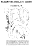 Postasterope abaco Kornicker, 1986 from the original description