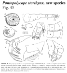 Pontopolycope storthynx Kornicker, Iliffe & Harrison-Nelson, 2007 from the original description