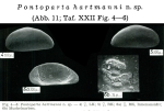 Caribbean Ostracoda