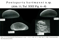 Pontoparta hartmanni Keyser, 1975 from the original description