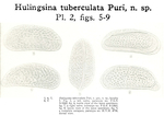 Caribbean Ostracoda